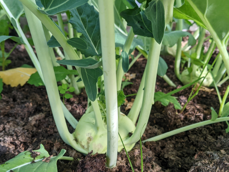 kohlrabi vegetable